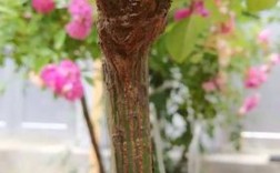 树状月季嫁接视频怎么学？