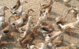 哪些蛋鸭品种适合圈养？