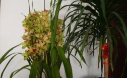 尖长叶君子兰是哪个品种？