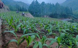 白芨大棚种植技术视频怎么学？