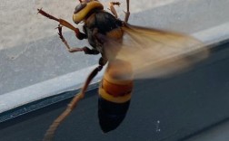 世界上最大的蜜蜂是哪个品种？