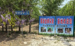 知了猴人工养殖技术难点有哪些？