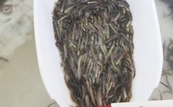 台湾泥鳅全套养殖技术有哪些要点？