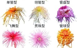 菊花品种图片全收录？