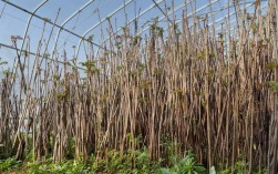 大棚香椿种植技术视频，关键点有哪些？