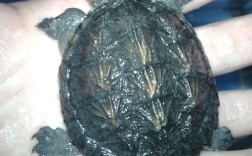 2025年鳄鱼龟价格会涨还是跌？