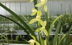 最值得养的建兰荷品种，哪种最值得入手？