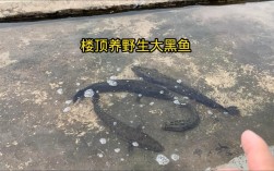 黑鱼养殖技术视频，新手能学会吗？