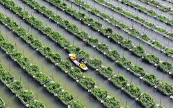 黄鳝养殖技术池塘网箱