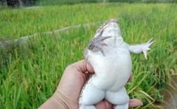 稻用田鸡养殖技术视频怎么学？