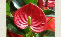 红掌品种名称大全图片有哪些常见品种？