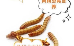 黄粉虫养殖技术哪里学？新手怎么入门？