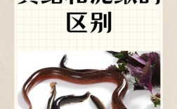 黄鳝台湾泥鳅养殖技术难点有哪些？