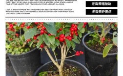 冬青栽培养殖有哪些关键技术？