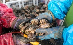 连江鲍鱼价格现在多少钱一斤？