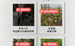 蓝莓肥水管理咋科学？关键技术有哪些？