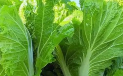春季种大白菜，哪些品种更合适？
