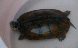 2025越南石龟价格会涨还是跌？