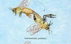 蜂王人工自然交配技术如何实现？