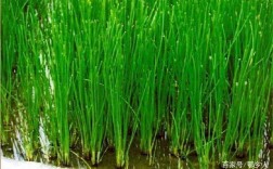 马蹄种植技术有哪些关键要点？