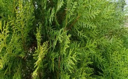 哪种柏树品种生长速度最快？