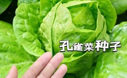 今年特菜种植品种有哪些？