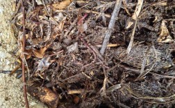 蚯蚓养殖技术有哪些关键要点？