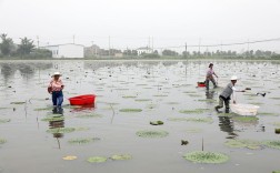 池塘养小龙虾技术视频，关键步骤有哪些？
