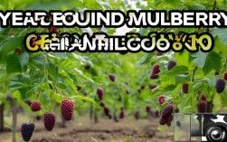 四季桑果种植技术，四季桑果种植技术视频
