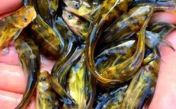 哪些淡水鱼养殖品种利润最高？