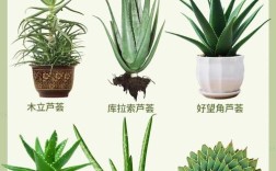 芦荟所有品种有哪些？附图片详解。