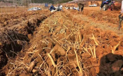 桔梗种植技术及亩收益