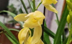 1万以上兰花品种图片，哪些最珍稀？