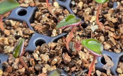 仙客来病害栽培技术是