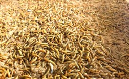 黄粉虫低成本养殖技术有哪些要点？