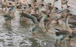 养鹅品种怎么选才最赚钱？