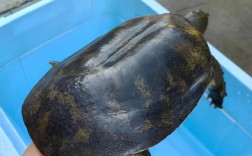 2025生态甲鱼价格会涨还是跌？