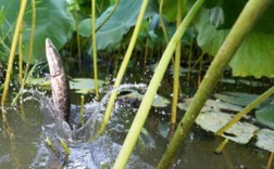 莲藕鱼混养怎么实现高效共生？
