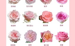 玫瑰品种有哪些？图片怎么识别？