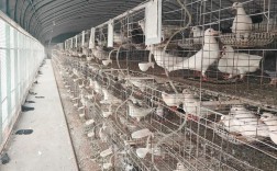 2025年肉鸽养殖技术有哪些新突破？