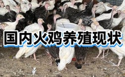 火鸡养殖技术视频教程有哪些要点？