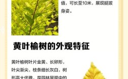 榆树什么季节品种好？