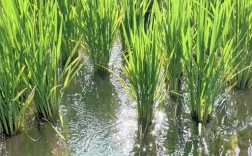 稻田螃蟹养殖技术视频