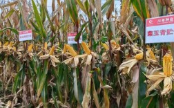 夏播玉米什么品种高产？