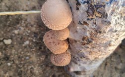 香菇菌棒如何定向出菇？