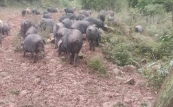 莱无黑猪养殖技术视频有哪些要点？