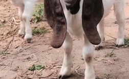 山东波尔山羊种公羊价格多少钱一只？