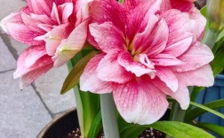 重瓣朱顶红有哪些热门品种？