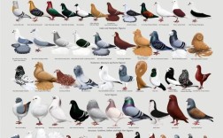 鸽子品种知多少？