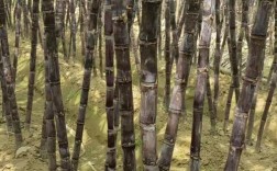 广西高糖蔗常见品种有哪些？